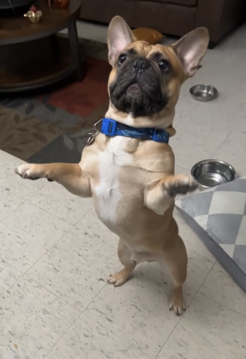 Banx standing on his hind legs, begging, ears up