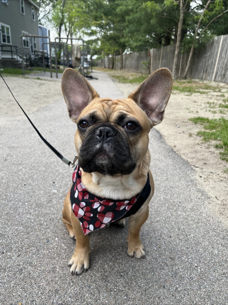 Banx, a French Bulldog, sitting outside on pavement with harness and leash — the moment this tool is for